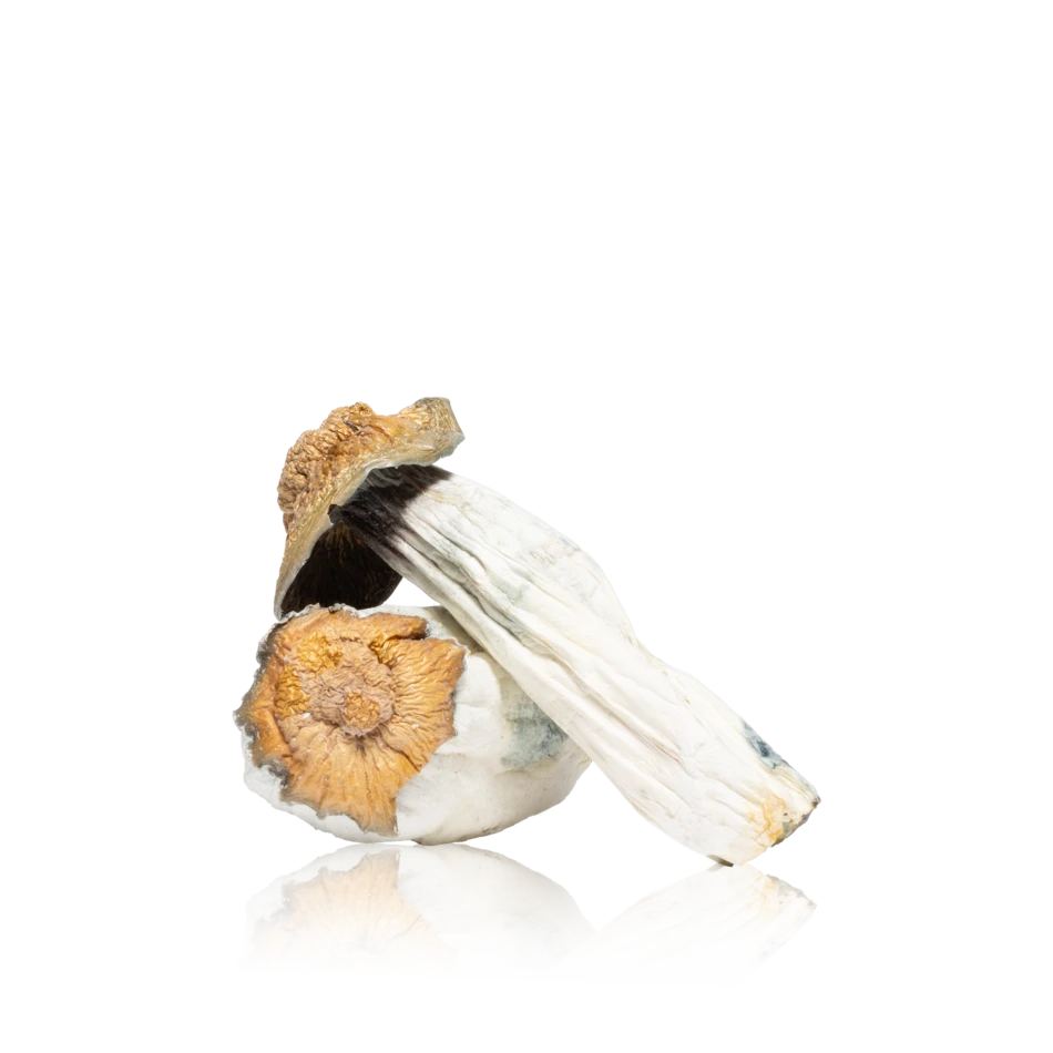 In-House Edible Mushrooms