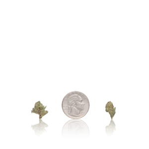 In-House Flower Bulk Value Smalls