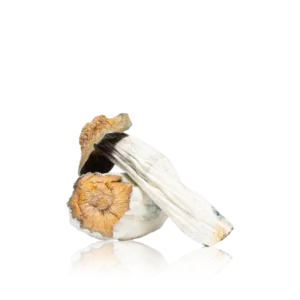 Authentic In-House Edible Mushrooms