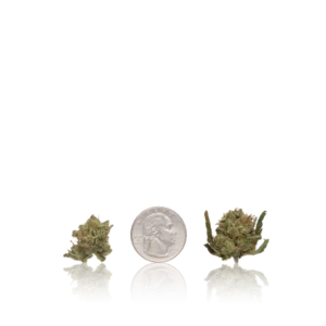 Vend 420 In-House Flower Bulk Premium Untrimmed Smalls